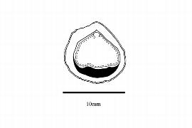  Embryo:  Staphylea pinnata ; Illustration by K. Parker, Kirkbride et al. (2006)
