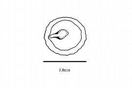  Embryo:  Tapiscia sinensis ; Illustration by K. Parker, Kirkbride et al. (2006)
