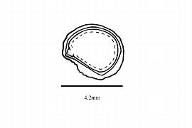  Embryo:  Turpinia pomifera ; Illustration by K. Parker, Kirkbride et al. (2006)
