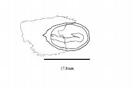   Embryo:   Strelitzia alba ; Illustration by K. Parker, Kirkbride et al. (2006) 
