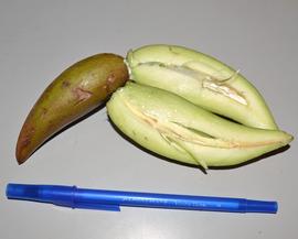   Fruit:   Strophanthus  sp., pair of follicles, with one follicle dissected longitudinally; Photo by K.E. Clancy, USDA APHIS PPQ, imageID.idtools.org
