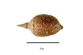  Fruit:  Sinojackia xylocarpa ; Photo by R. Gibbons, USDA APHIS PPQ, Kirkbride et al. (2006)
