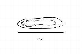  Embryo:  Halesia carolina ; Illustration by K. Parker, Kirkbride et al. (2006)
