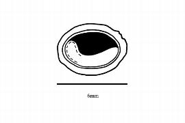  Embryo:  Styrax maninul ; Illustration by K. Parker, Kirkbride et al. (2006)
