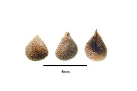  Seeds:  Suriana maritima ; Photo by R. Gibbons, USDA APHIS PPQ, Kirkbride et al. (2006)
