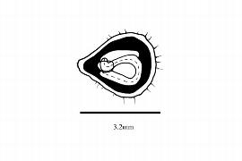  Embryo:  Suriana maritima ; Illustration by K. Parker, Kirkbride et al. (2006)
