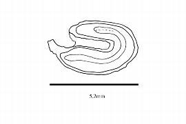  Embryo:  Symplocos theaefolia ; Illustration by K. Parker, Kirkbride et al. (2006)
