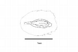  Embryo:  Reaumuria reflexa ; Illustration by K. Parker, Kirkbride et al. (2006)
