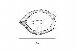  Embryo:  Taxus brevifolia ; Illustration by K. Parker, Kirkbride et al. (2006)
