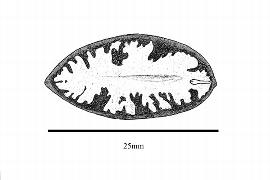  Embryo:  Torreya californica ; Illustration by K. Parker, Kirkbride et al. (2006)
