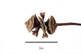  Cone:  Metasequoia glytostroboides ; Photo by R. Gibbons, USDA APHIS PPQ, Kirkbride et al. (2006)
