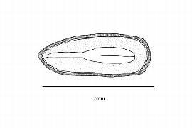  Embryo:  Sequoia sempervirens ; Illustration by K. Parker, Kirkbride et al. (2006)
