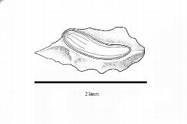  Embryo:  Taxodium distichum ; Illustration by K. Parker, Kirkbride et al. (2006)
