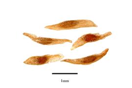  Seeds:  Tetracentron sinense ; Photo by R. Gibbons, USDA APHIS PPQ, Kirkbride et al. (2006)
