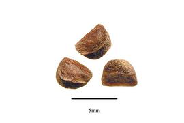  Seeds:  Franklinia alatamaha ; Photo by R. Gibbons, USDA APHIS PPQ, Kirkbride et al. (2006)
