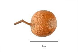  Fruit:  Jacquinia aurantiaca ; Photo by R. Gibbons, USDA APHIS PPQ, Kirkbride et al. (2006)
