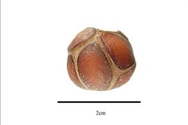  Seed:  Jacquinia aurantiaca ; Photo by R. Gibbons, USDA APHIS PPQ, Kirkbride et al. (2006)
