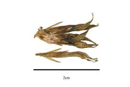   Fruits:   Thurnia sphaerocephala ; Photo by R. Gibbons, USDA APHIS PPQ, Kirkbride et al. (2006) 
