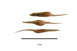   Seeds:   Thurnia sphaerocephala ; Photo by R. Gibbons, USDA APHIS PPQ, Kirkbride et al. (2006) 
