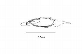   Embryo:   Thurnia polycephala ; Illustration by K. Parker, Kirkbride et al. (2006) 
