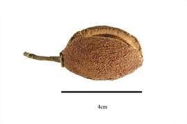  Fruit:  Gonystylus affinis ; Photo by R. Gibbons, USDA APHIS PPQ, Kirkbride et al. (2006)
