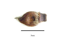  Fruit:  Lagetta lagetto ; Photo by R. Gibbons, USDA APHIS PPQ, Kirkbride et al. (2006)
