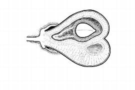  Embryo:  Aquilaria malaccensis ; Illustration by K. Parker, Kirkbride et al. (2006)
