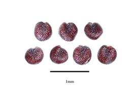  Seeds:  Tovaria pendula ; Photo by R. Gibbons, USDA APHIS PPQ, Kirkbride et al. (2006)
