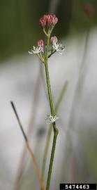   Infructescence:   Triantha glutinosa ; Photo by R. Routledge, Sault College, bugwood.org
