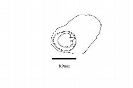  Embryo:  Trigonia nivea ; Illustration by K. Parker, Kirkbride et al. (2006)
