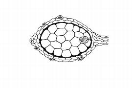   Embryo:   Triuris brevistylis ; Illustration by K. Parker, Kirkbride et al. (2006) 
