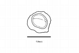  Embryo:  Tropaeolum tricolor ; Illustration by K. Parker, Kirkbride et al. (2006)
