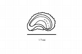  Embryo:  Hyalocalyx setifer ; Illustration by K. Parker, Kirkbride et al. (2006)
