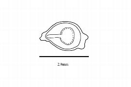  Embryo:  Stapfiella claoxyloides ; Illustration by K. Parker, Kirkbride et al. (2006)
