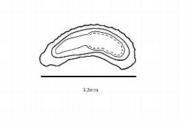  Embryo:  Streptopetalum serratum ; Illustration by K. Parker, Kirkbride et al. (2006)
