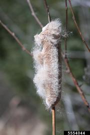   Infructescence:   Typha latifolia ; Photo by S. Katovich, bugwood.org
