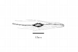   Embryo:   Typha angustifolia ; Illustration by K. Parker, Kirkbride et al. (2006) 
