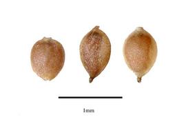  Seeds:  Boehmeria cylindrica ; Photo by R. Gibbons, USDA APHIS PPQ, Kirkbride et al. (2006)
