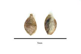  Seed:  Forskohlea angustifolia ; Photo by R. Gibbons, USDA APHIS PPQ, Kirkbride et al. (2006)
