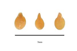  Seeds:  Astrephia chaerophylloides ; Photo by R. Gibbons, USDA APHIS PPQ, Kirkbride et al. (2006)
