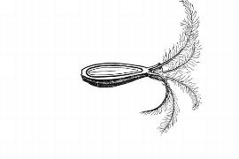  Embryo:  Valeriana officinalis ; Illustration by K. Parker, Kirkbride et al. (2006)
