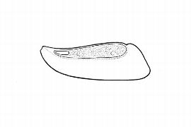   Embryo:   Barbacenia  sp.; Illustration by K. Parker, Kirkbride et al. (2006) 
