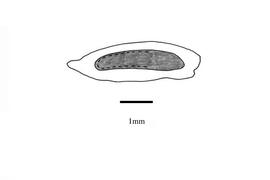  Embryo:  Stachytarpheta jamaicensis ; Illustration by K. Parker, Kirkbride et al. (2006)
