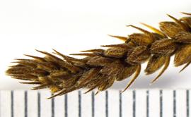   Infructescence:   Verbena  sp.; Photo by K.E. Clancy, USDA APHIS PPQ, imageID.idtools.org
