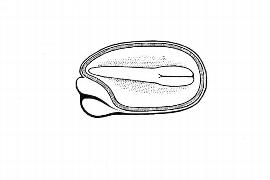  Embryo:  Viola tricolor ; Illustration by K. Parker, Kirkbride et al. (2006)
