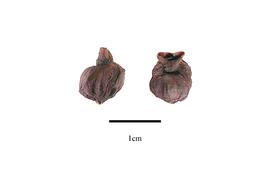  Fruit:  Korthalsella platycaula ; Photo by R. Gibbons, USDA APHIS PPQ, Kirkbride et al. (2006)
