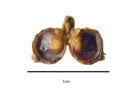  Fruit:  Phoradendron libocedri ; Photo by R. Gibbons, USDA APHIS PPQ, Kirkbride et al. (2006)
