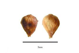  Fruit:  Phoradendron libocedri ; Photo by R. Gibbons, USDA APHIS PPQ, Kirkbride et al. (2006)
