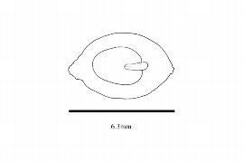  Embryo:  Ginalloa cumingiana ; Illustration by K. Parker, Kirkbride et al. (2006)
