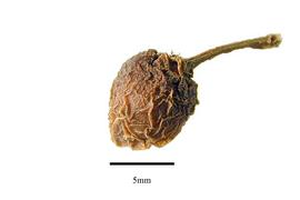  Fruit:  Cissus quadrangularis ; Photo by R. Gibbons, USDA APHIS PPQ, Kirkbride et al. (2006)
